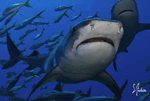 A beautiful day brought the presence of lots of sharks as... by Steven Anderson 